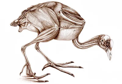 Птичий скелет очень приспособлен для полета: стоковая иллюстрация,  253857292 | Shutterstock