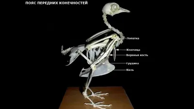 Особенности строения скелета птицы | BioLi | Дзен