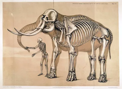 Скелет трогонтериевого слона. Подробное описание экспоната, аудиогид,  интересные факты. Официальный сайт Artefact