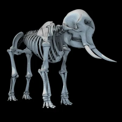 Музей скелета слона @ австралийский Редакционное Изображение - изображение  насчитывающей музей, сидней: 104241580