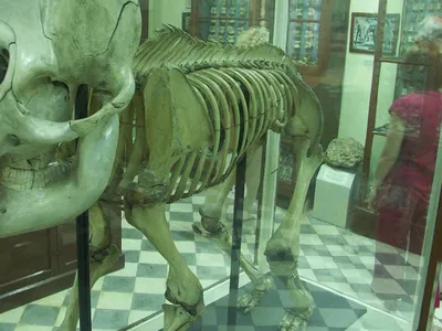 В краеведческом музее Ставрополя появился еще один скелет южного слона