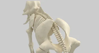 Скелет Слона Xix Век — стоковая векторная графика и другие изображения на  тему Скелет животного - Скелет животного, Слон - Толстокожие животные, XIX  век - iStock
