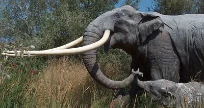 elefantskelett | Иллюстрация скелета, Слон мягкая игрушка, Анатомическое  искусство