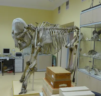 Скелет слона кости хобота позвоночник…» — создано в Шедевруме