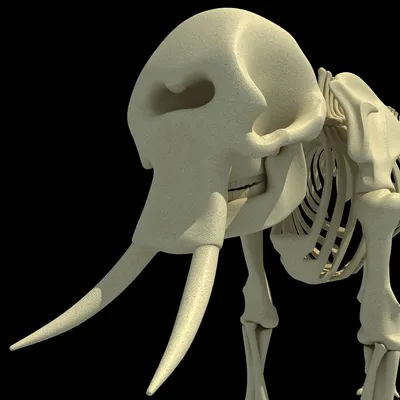 Скелет слона» — создано в Шедевруме