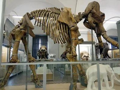 Скелет слона 3D Модель $79 - .c4d .fbx .ma .obj .max - Free3D