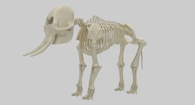Скелет слона :) | Пикабу