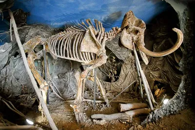 Скелет слона стоковое изображение. изображение насчитывающей ландшафт -  28049475