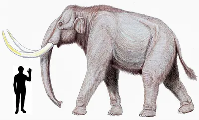 Южные слоны 🐘 Ископаемые гиганты