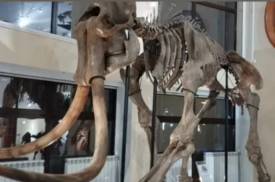 Слон Скелет — стоковая векторная графика и другие изображения на тему Скелет  животного - Скелет животного, Слон - Толстокожие животные, Без людей -  iStock