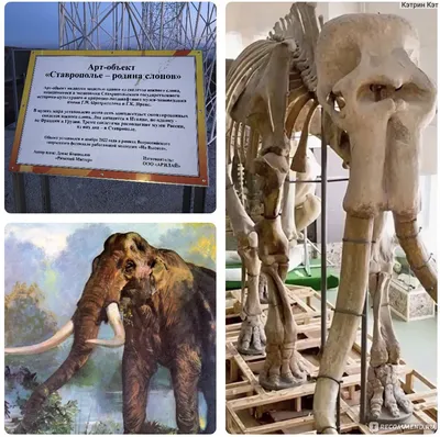 Calaméo - Скелет слона.
