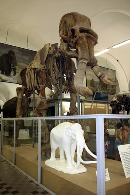 Векторная иллюстрация скелета слона | Премиум векторы
