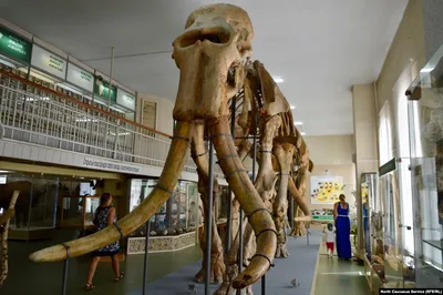 Скелет Слона Национальный Парк Чобе Ботсвана — стоковые фотографии и другие  картинки Слон - Толстокожие животные - Слон - Толстокожие животные, Череп,  Savuti Reserve - iStock