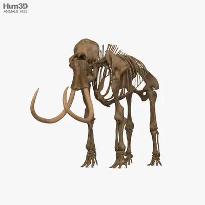 Волшебный скелет слона» — создано в Шедевруме