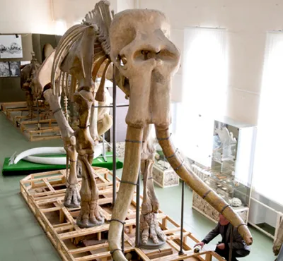 Скелет слона 3D Модель $79 - .c4d .fbx .ma .obj .max - Free3D