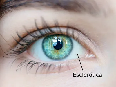 Склера глаза её строение и функции