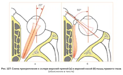 Строение глаза и функционирование зрительной системы