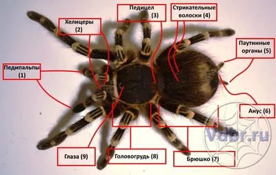 паук с разноцветными глазами на зеленом листе, картинка прыгающего паука,  макрос, природа фон картинки и Фото для бесплатной загрузки