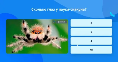 Глаза пауков \"размывают\" изображение для оценки расстояния - ученые - РИА  Новости, 27.01.2012