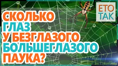 Паук Скакунчик купить в Москве по выгодной цене в зоомагазине «Panteric»