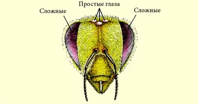 Сколько глаз у пчел? | Пасека 2.0 | Дзен