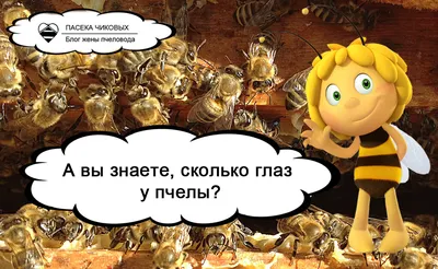 Осы под крышей 🐝 как избавиться и чем лучше вывести?