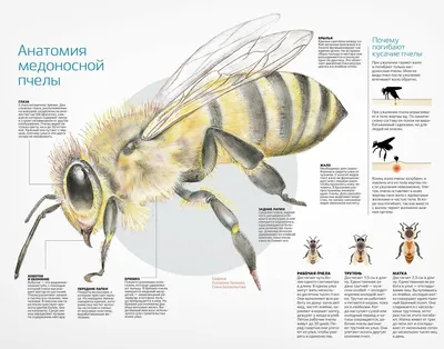 Апитерапия: лечение пчелами и пчелиным ядом ➤ Интернет-магазин Vashapasika