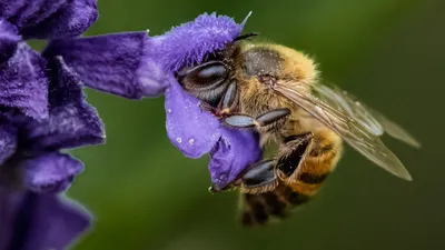 Про строение пчел и их развитие🐝 — Владимир Старостин на TenChat.ru