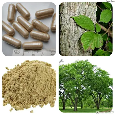 Купить Скользкий вяз, Slippery Elm Bark, Nature's Way, 400 мг 100 капсул  (186015) | Microtron