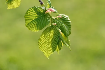 Nature's Answer, Вяз скользкий (Ulmus Rubra), 350 мг, 90 растительных  капсул | AliExpress