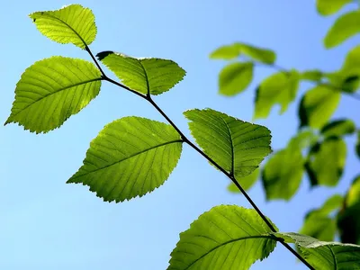 Скользкий вяз Ulmus minor 'Atinia ' Пончик, горящее письмо а, филиал,  горящая буква A Png, ulmus Minor png | Klipartz