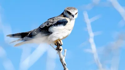 Хищная птица скопец - 53 фото