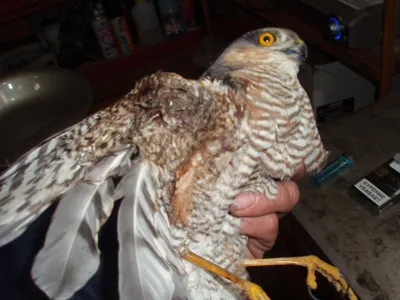 Эта птица крадет и убивает птенцов своих соседей - BBC News Русская служба