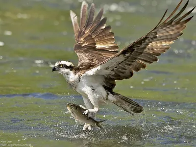 Хищная птица рыболов скопа (41 фото) - красивые фото и картинки pofoto.club