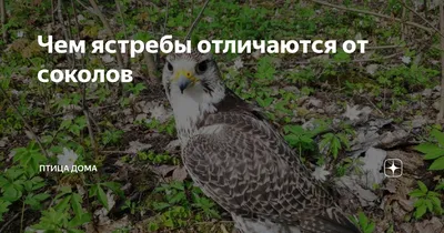 Плотоядные птицы Волгограда: фото и особенности видов