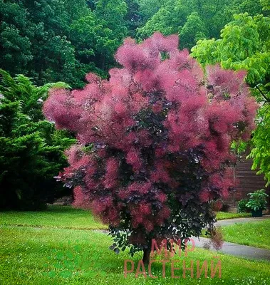 Скумпия кожевенная Роял Пёрпл (Royal Purple) - Питомник саженцев и сортовых  растений \"Мир растений\"