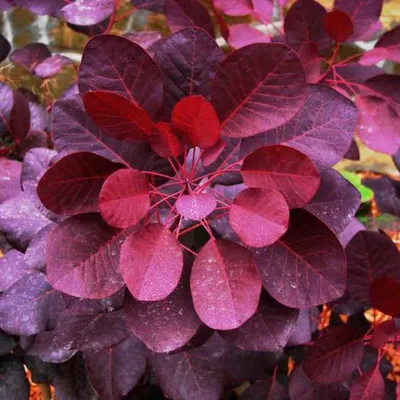 Скумпия кожевенная Роял Пёрпл (Royal Purple) — купите саженцы в контейнере  в Краснодаре - Прекраснодар — садовый центр в Краснодаре