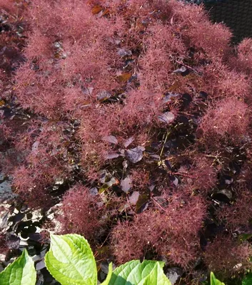 Cotinus coggygria 'Royal Purple', Скумпия кожевенная 'Роял  Перпл'|landshaft.info