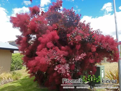 Скумпия кожевенная `Роял Пурпле`, Cotinus coggygria `Royal Purple` |  СадПарад