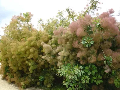 Скумпия Скумпия кожевенная Royal Purple (Роял Перпл) по разумной цене -  Зеленый сад