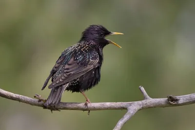 Скворец (Sturnus vulgaris). Птицы Европейской России.