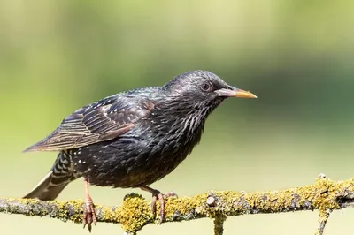 European starling,Обыкновенный скворец - Sturnus vulgaris. Photographer  Evgeniy