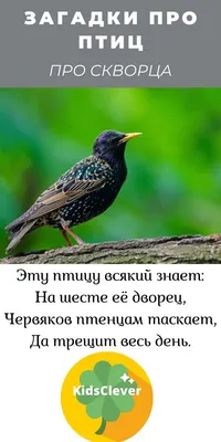 Любители птиц - Обыкновенный #скворец / European #Starling... | Facebook