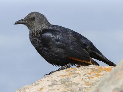 ФотоБлог Торгачкин Игорь Петрович © Igor Torgachkin: Скворец обыкновенный /  Sturnus vulgaris / Common Starling