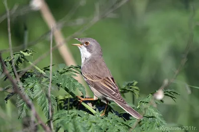 Славка-черноголовка / Sylvia atricapilla / Blackcap | Flickr