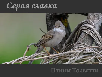 Славка-мельничек (Sylvia curruca). Птицы Сибири.