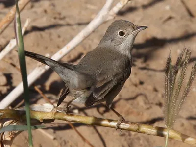 Белоусая славка - eBird