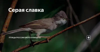 Серая славка | Природа России (фото и видео) | Дзен