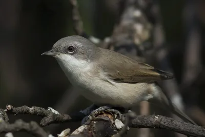 Серая славка (Sylvia communis). Птицы Сибири.