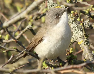 Садовая славка Sylvia borin Garden Warbler